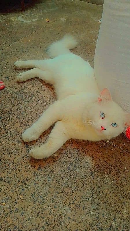 cat male White Persian cat male blue eyes 1