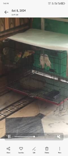 love bird fore sale or ali cage new cage ha 2 din use howa