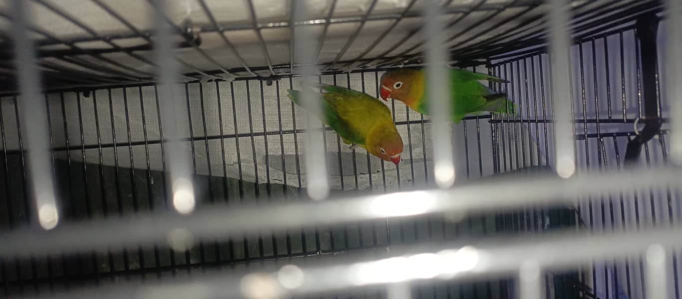 love bird fore sale or ali cage new cage ha 2 din use howa 1