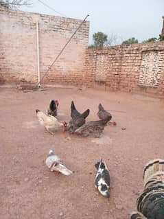 Desi  hens for sale