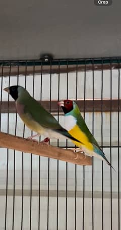 Lady Gouldian Breeder Pair Big size