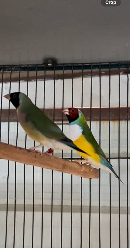 Lady Gouldian Breeder Pair Big size 0