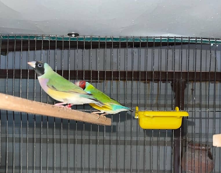 Lady Gouldian Breeder Pair Big size 2