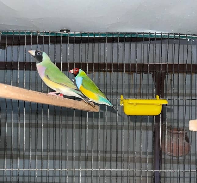 Lady Gouldian Breeder Pair Big size 3