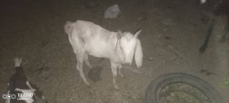 tadii male goat 1