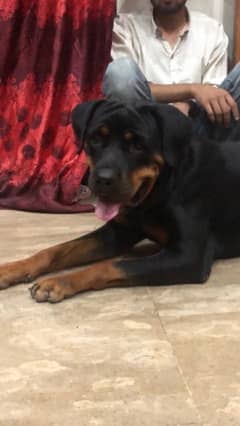 Rottweiler