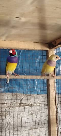 golden birds for sale