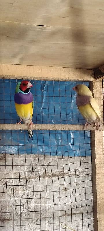 golden birds for sale 2