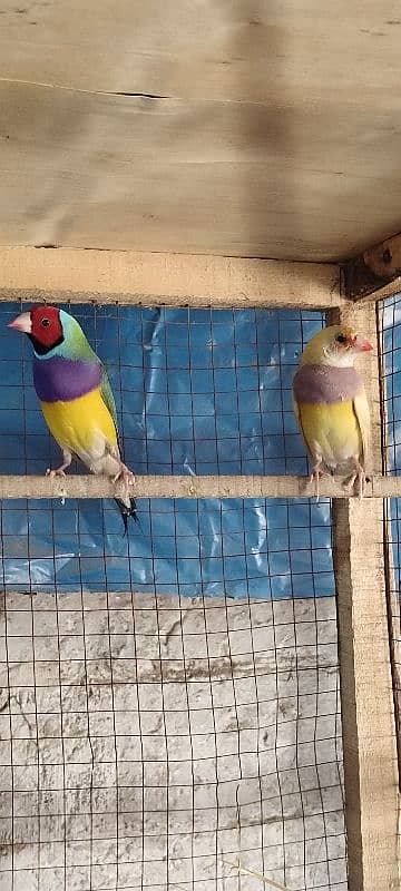 golden birds for sale 4