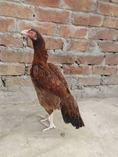 aseel hen ready for eggs