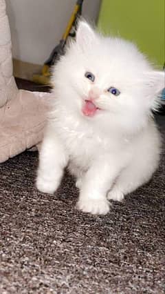 Persian cat My WhatsApp number 0326/74/83/089 0