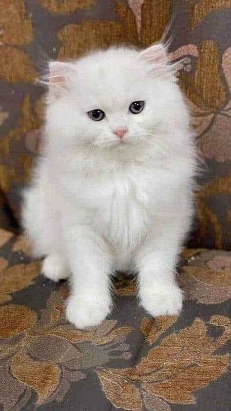 Persian cat My WhatsApp number 0326/74/83/089 1