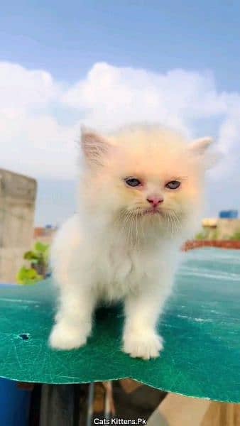 Persian cat for sale vaccine clear my WhatsApp 03230097122 2