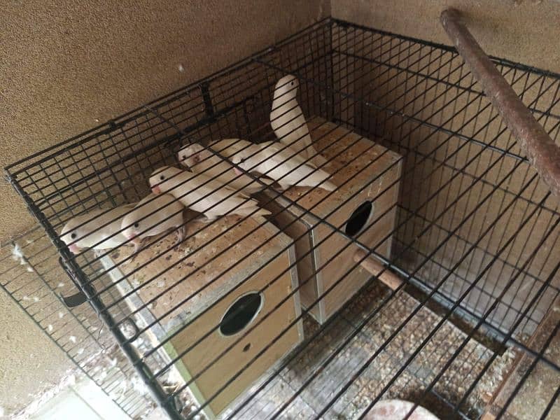 Albino Black eyes breeder pair. Confirm split box also available. 0