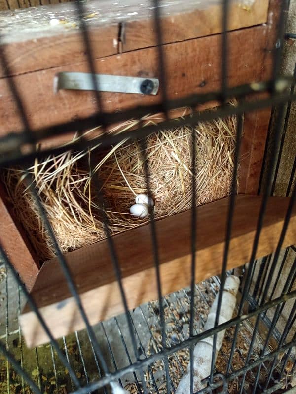 Albino Black eyes breeder pair. Confirm split box also available. 1