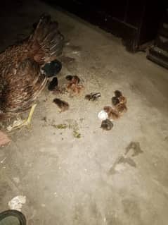 Aseel chicks for sale 03701439369 0