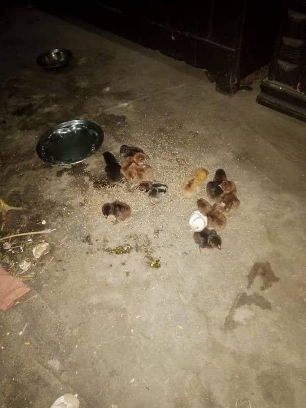 Aseel chicks for sale 03701439369 1