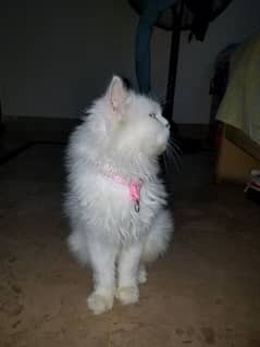 Persian Cat 3 Years