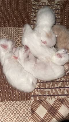 kittens for sale