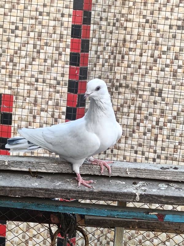 pigeon 3