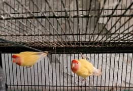 lutino comen breeder pair