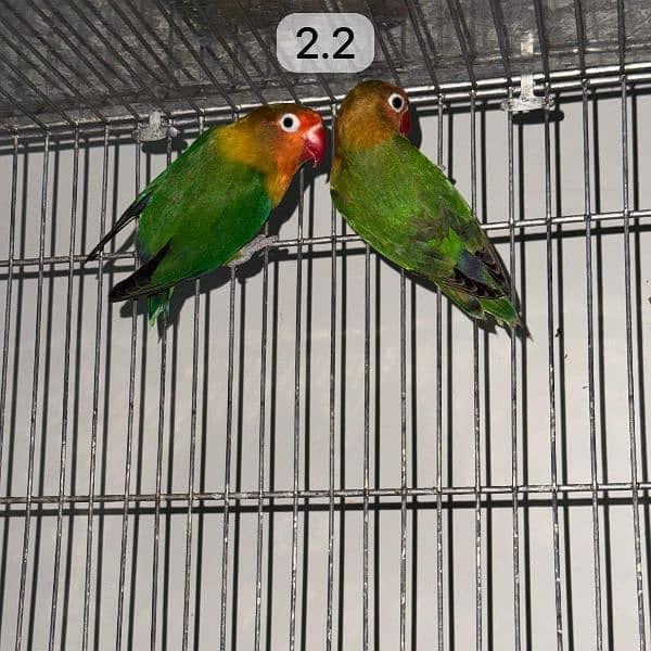 lovebird setup complete 7