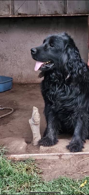 cocker spanial male very playfull 0