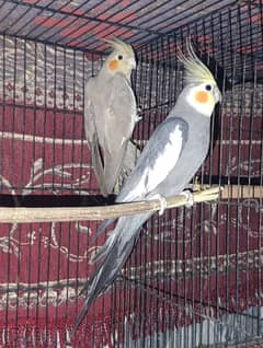 Gray Cockatiel Pair