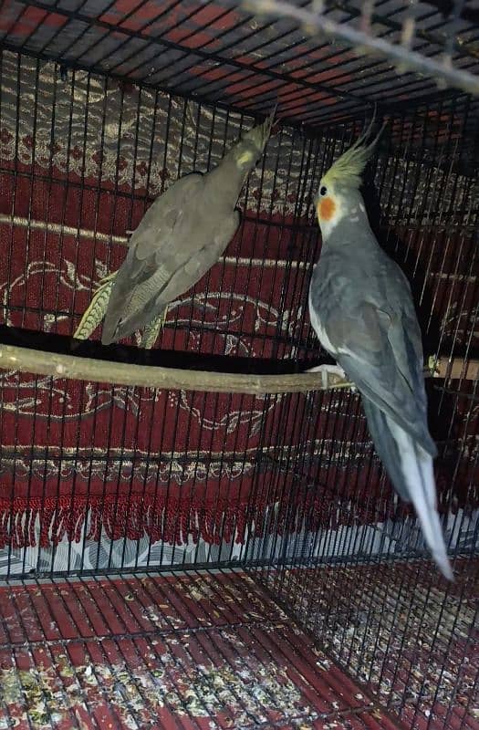 Gray Cockatiel Pair 1