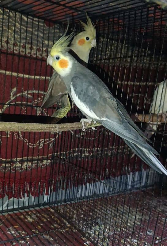 Gray Cockatiel Pair 2