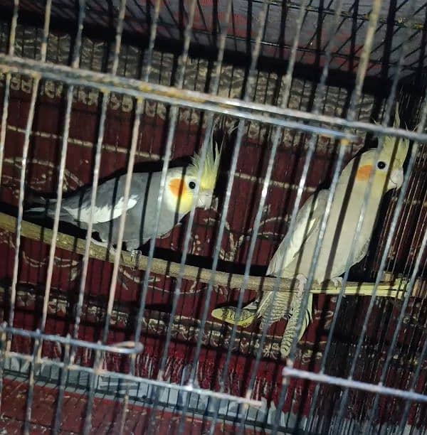 Gray Cockatiel Pair 4