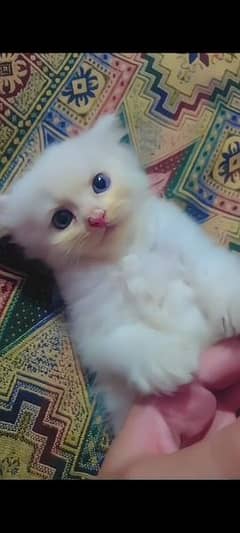 Persian cat for sale waxing clear Mel aur female