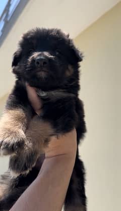 Double Coat German Shepherd Pups