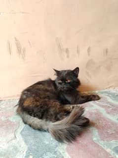 Persian cat triple coat