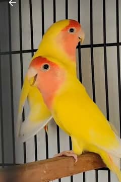 lotino birds