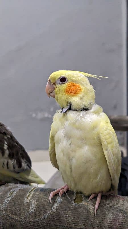 cocktail birds for sale 2 months age hand tamed 1