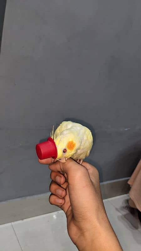 cocktail birds for sale 2 months age hand tamed 4