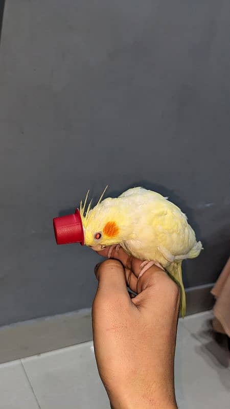 cocktail birds for sale 2 months age hand tamed 5