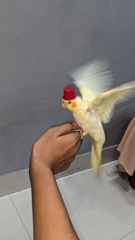 cocktail birds for sale 2 months age hand tamed 6