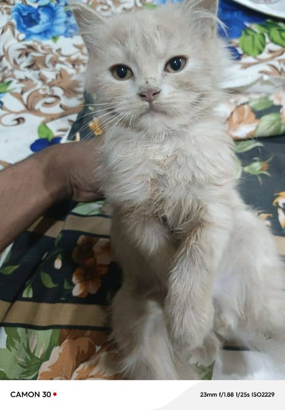 Persian female cat baby faoun colour washroom train cat 1