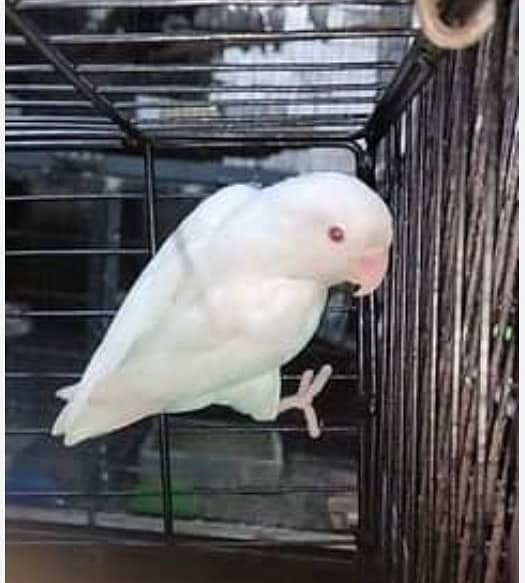 Albino Red Eye Male Breeder 0