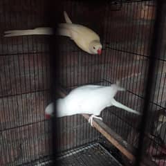 white parrot pair male yellow shaid h or female white