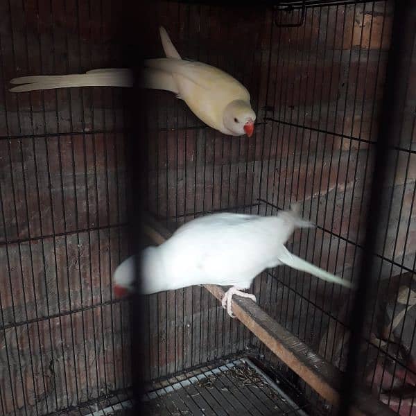 white parrot pair male yellow shaid h or female white 0