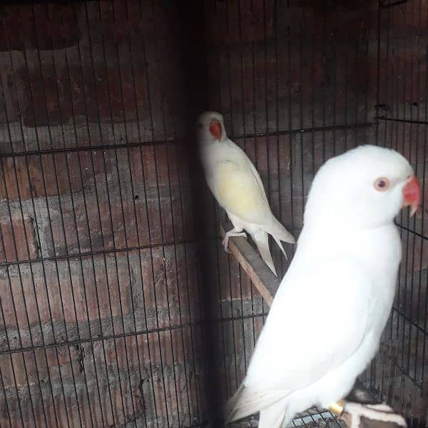 white parrot pair male yellow shaid h or female white 1