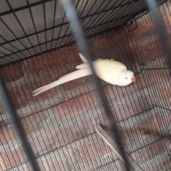 white parrot pair male yellow shaid h or female white 2