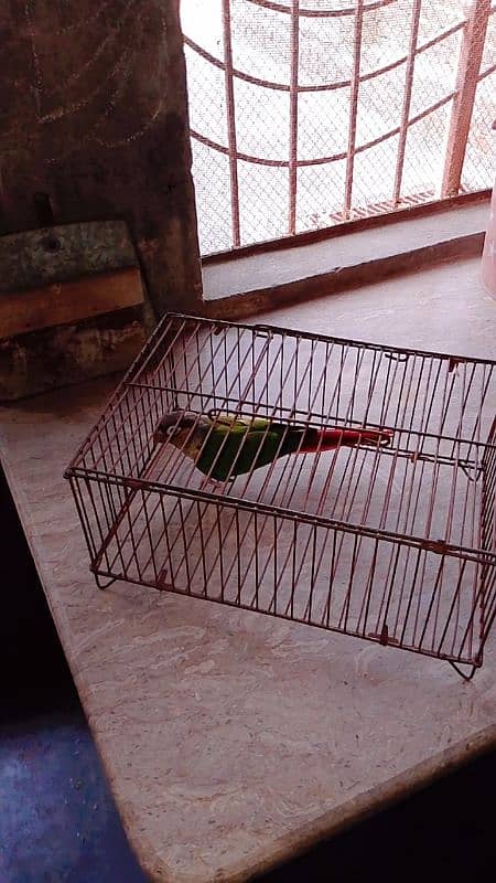 Green chicken conure yellow sided contact number 03129119509 2