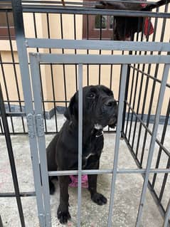 cane corso for sale orignal bread