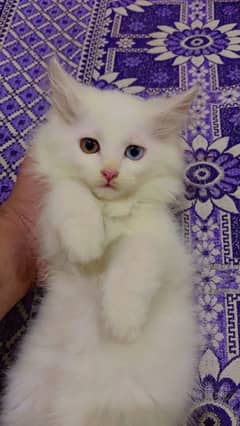 white double coat persian kittens