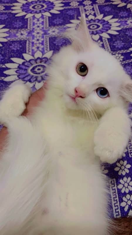 white double coat persian kittens 1