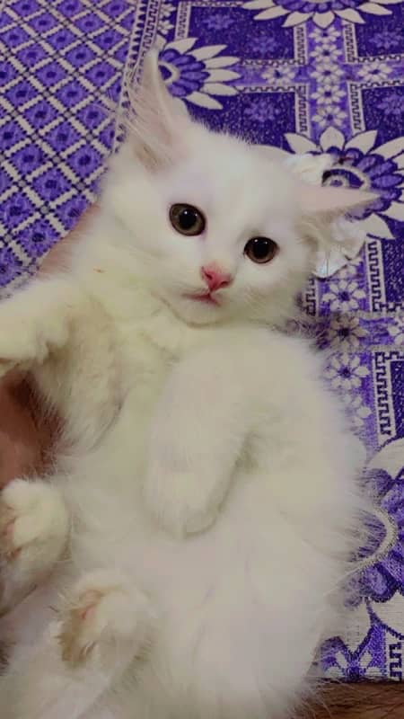 white double coat persian kittens 2